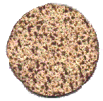 Pmatse.gif (8312 bytes)
