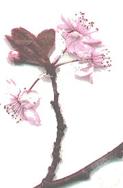 Zbloesem.gif (12718 bytes)