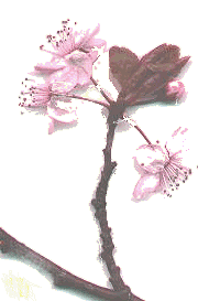 Zbloesem2.gif (12729 bytes)